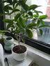 开时果 四季桂花树苗盆栽老桩浓香型花卉 室内植物客厅阳台好养绿植盆景 【家居点缀】精品桂花/40-50cm+不规则瓷盆 基地直发 实拍图
