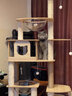 CHONLDERL猫爬架猫窝猫树一体大型太空舱猫架子四季通用剑麻猫咪玩具用品 【175CM 10层双太空舱】奥斯汀AST-1 实拍图