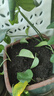 特价绿萝盆栽室内客厅办公室吸甲醛净化空气水培植物绿植花卉好养 绿萝裸根苗【5株】 整体含盆高度20-25cm 实拍图