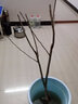 HUAHUIYOU梨树苗 秋月梨苗莱阳秋月蜜梨嫁接树苗盆栽南方北方种植 5年苗：（不送苗） 81cm(含)-110cm(含) 实拍图