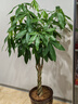 发财树大型绿植室内客厅花卉大盆栽落地办公室摆件阳台放轻松植物 【辫子造型】1-1.2m 原盆 实拍图