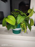双盟绿萝盆栽除甲醛花卉绿植办公室新房净化空气110款8盆装源头直发 实拍图