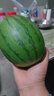 现摘现发2k西瓜当季手剥薄皮小糖丸西瓜新鲜水果冰糖子小西瓜 3-4斤（1-2个） 实拍图