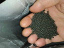 逸乐宠鱼缸水草泥造景铺底砂水族造景套餐水草种子基肥不浑水鱼缸底沙 升级净水版水草泥10斤+（基肥+种子） 实拍图