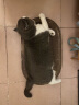 佩玛思特PetMaster深海鱼猫粮幼猫粮及怀孕母猫奶糕猫粮10kg 实拍图