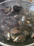 柒岛海捕大青口贝鲜活特大海虹淡菜新鲜冷冻海鲜贻贝青口贝水产 1斤(净重)  鲜活海鲜会吐水 实拍图