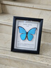 大蓝闪蝶标本【真蝴蝶标本】稀有进口天堂凤蝶摆件 大蓝闪蝶 10寸框 实拍图