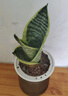 佰花锦金边虎皮兰盆栽好养常青绿植好养矮脚花卉室内客厅办公室耐旱 【懒人专属】金边虎皮兰+繁星吸水盆 整体高度约25-35cm 实拍图