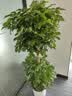 植男植女幸福树造型绿宝盆栽绿色植物客厅室内大型绿植办公室乔迁源头直发 实拍图