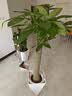 植男植女金钱树大型盆栽植物室内客厅办公室四季常青招财好养绿植源头直发 实拍图