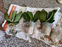 年宵花春节蝴蝶兰盆栽绿植花卉年货装饰过年四季开花大苗好养易活 白美人---【包开花】送营养液2包 带1支花剑 实拍图
