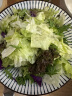 绿食者 新鲜苦菊250g 苦细叶 苦叶生菜 苦苣蔬菜沙拉健康轻食食材 实拍图