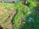 SHXI泥鳅苗新鲜幼苗小泥鳅本地活体圆鳅苗活筏钓体放生养殖苗 5-8cm    200条给40条路损 实拍图