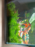 异景园鱼缸水族箱造景水榕沉木活体水草淡水无土植物后景真水草净水增氧 长版莫斯(20*8) 实拍图