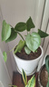 御春阁 室内客厅办公室大型盆栽绿植花卉盆景 龟背竹 室内绿色盆栽花卉 实拍图