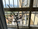 【冬季耐寒】日本海棠花苗盆栽室内绿植花卉观花庭院源头直发包邮 红宝石海棠 六年盆景苗 实拍图