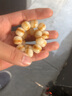 灵月阁菩提子手串男白玉菩提根文玩手串渐变绕指柔女手链佛珠把件情人节 【新品】巧克力 12mm 实拍图