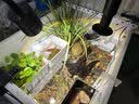 爬将军陶瓷加热灯陆龟蜥蜴爬虫箱陶瓷保温灯宠物刺猬饲养箱爬宠鹦鹉用品 大陶瓷25w 实拍图