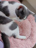 柒哦猫窝保暖冬季狗窝封闭式四季通用甜甜圈猫窝冬天网红宠物垫子用品 保暖长绒深睡窝-粉色 L【20斤内适用 60cm 70%选择】 实拍图