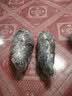 御春阁4年大苗带花苞 多肉植物长寿花盆栽绿巴黎重瓣花苗室内阳台花卉 长寿花红色一盆（带花苞） 实拍图