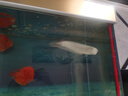 乐淘逸宠银龙鱼活体大中型热带观赏鱼鱼缸宠物淡水风水鱼发财鱼金龙鱼 30-33cm银龙1条发顺丰 实拍图