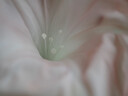 奥林巴斯（OLYMPUS）M.ZUIKO DIGITAL ED 30mm F3.5 Macro 微距镜头 微单镜头 等效60mm 实拍图