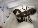鲜京采 鲜活波士顿龙虾 净重650-750g/只 保鲜不保活 中秋海鲜源头直发 实拍图