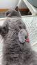卫仕（NOURSE）猫咪狗狗犬宠物零食 原切冻干烘焙100%鸡胸鸭胸磷虾三文鱼 0添加 100%整切鸭肉脆108g烘烤 实拍图