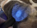 WarsunWL01猫藓灯伍德氏荧光蔬菜检测紫光紫外线365nm手电筒照猫尿 实拍图