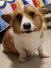 卡露诗（calus）宠物狗狗沐浴露成幼犬通用除臭洗澡液香波柯基犬专用定制520ml 实拍图