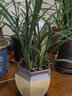 劉閣蘭花兰花苗 浓香兰花天香蕙现带花苞出售室内室外绿植兰草花卉盆栽 5苗连体裸根带花苞 实拍图