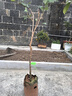 芥圃荔枝苗嫁接苗 官方旗舰 广西荔枝树苗南方种植可长10年大树果树苗 妃子笑荔枝 【带土带叶发货】 2年苗 高度：50-70cm 实拍图