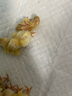 24小时发货 芦丁鸡蛋受精蛋可孵化小鸡学生宠物卢丁鸡种蛋便宜 德系七色混发10枚+2枚备损 实拍图