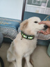 米卡杉迦大型犬狗项圈狗圈颈圈中大型犬金毛马犬罗威纳德牧狼狗狗绳狗链子 反光方环扣 S号（宽4厘米50斤以上使用） 实拍图