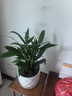 【热销款】白掌一帆风顺盆栽水培植物室内花绿植红掌发财树吸甲醛 特级白掌10-12株带花【基地原盆原土】 实拍图