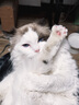 YITO 宠物鱼油靓毛爆猫粉美毛亮毛黑鼻头卵磷脂美毛护肤猫狗掉毛鱼油 宠物深海鱼油40粒/瓶 实拍图