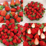 好媛好宇草莓 丹东99红颜奶油草莓 生鲜新鲜水果礼盒 牛奶草莓4盒装单盒约300g 实拍图