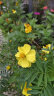 花沃里10款花种子套餐 花卉种子组合太阳花凤仙花向日葵四季种野花 晒单实拍图