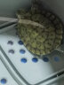 易萌 乌龟缸 乌龟生态缸 带晒台 养龟专用缸 巴西龟专用缸乌龟养殖箱  晒单实拍图