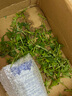 旷古农业艾草新鲜 艾草叶嫩艾蒿 青团蒿子粑粑清明果蔬菜食材 健康轻食 3斤 实拍图