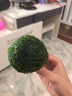 旺园兴鱼缸造景树定植树沉木活体装饰水草无需底沙鱼缸造景增氧莫斯植物 高10cm左右(蘑菇头直径5cm) 实拍图