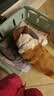 凯莉狗窝宠物泰迪狗狗垫子猫窝四季通用窝垫糖果大小型犬通用狗窝猫窝 糖果窝灰色 40*25cm(建议3斤内) 实拍图