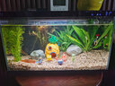 疯狂水草（FKSC）真水草鱼缸造景套餐净化水质懒人鱼缸水草植物直接入缸蜈蚣草 【火山石】鱼缸点缀成景组合A 实拍图