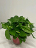 【绿萝盆栽】吸甲醛净化空气水培绿植物懒人花卉好养搬家礼物全 【热销5盆】绿萝+白色南瓜盆自吸水 整体含盆高度20-25cm 实拍图