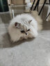 喵招喵招猫零食鸡肉冻干零食猫粮宠物羊奶鸡脖鸡胸肉鸭肉纯肉猫咪饼干 猪里脊30g2包 实拍图