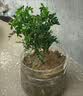 沭之美清香胡椒木盆栽驱蚊绿植花卉植物室内外四季常青树苗源头直发 实拍图