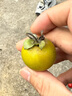 美菱（MeiLing） 饮水机 家用迷你制热型/冷热多用型台式桌面 饮水器 美菱经典款丨 温热型 丨轻奢台式推杯款 实拍图