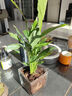 卉轩居白掌盆栽易活一帆风顺水培植物办公室内花卉绿植红掌水养四季开花 特级白掌2株【简易盆】 含盆 实拍图