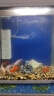 萌嘟星宠 鱼缸造景装饰仿真假山摆件躲避洞水族箱创意布景 太湖石 实拍图