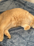 茨格曼 猫毯子夏季空调房宠物被子垫子保暖宠物狗狗毛毯睡垫猫咪狗被子* 法兰绒毛毯蓝色特大号【95*115】 * 实拍图